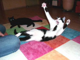 Klicken zum Vergrößern