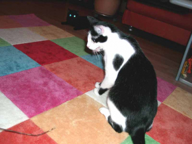 Klicken zum Vergrößern