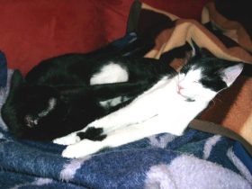 Klicken zum Vergrößern