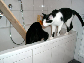 Klicken zum Vergrößern