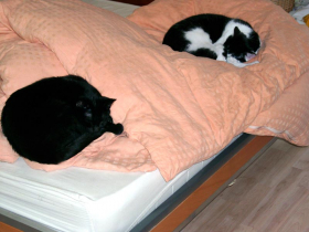 Klicken zum Vergrößern