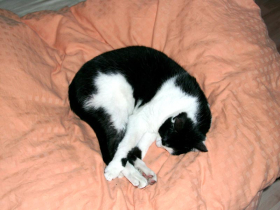 Klicken zum Vergrößern